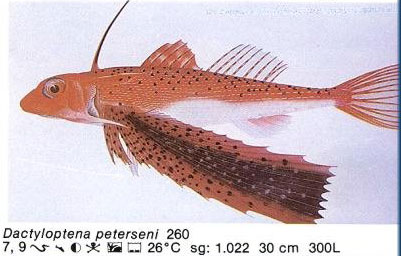 Dactyloptena peterseni